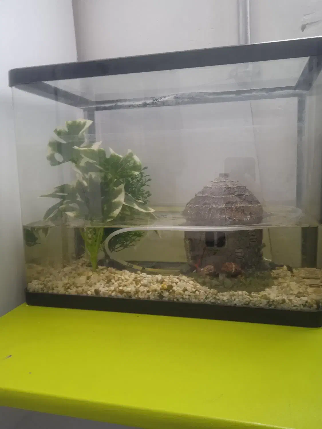 اکواریوم شرکتی مرتب وتمیز|ماهی|تربتحیدریه, منظر|دیوار