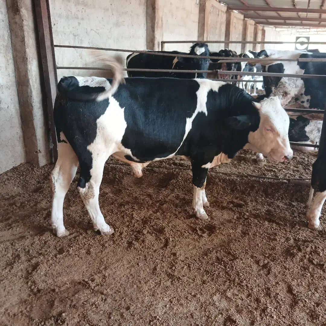 نیازمند کارگر گاوداری|استخدام صنعتی، فنی، مهندسی|فیروزآباد (فارس), |دیوار