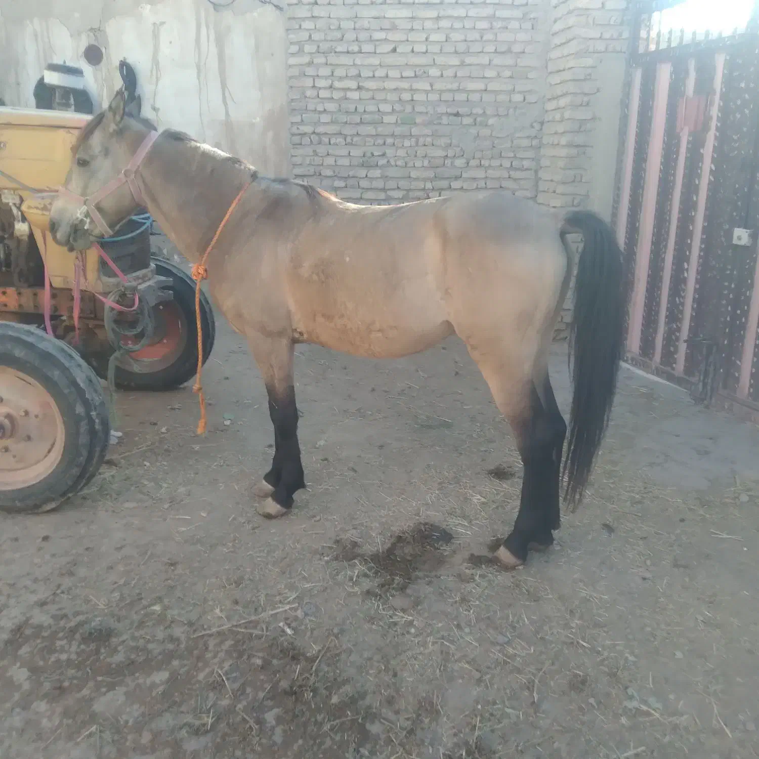 اسب سمند یورگا|اسب و تجهیزات اسب‌سواری|سراب, |دیوار