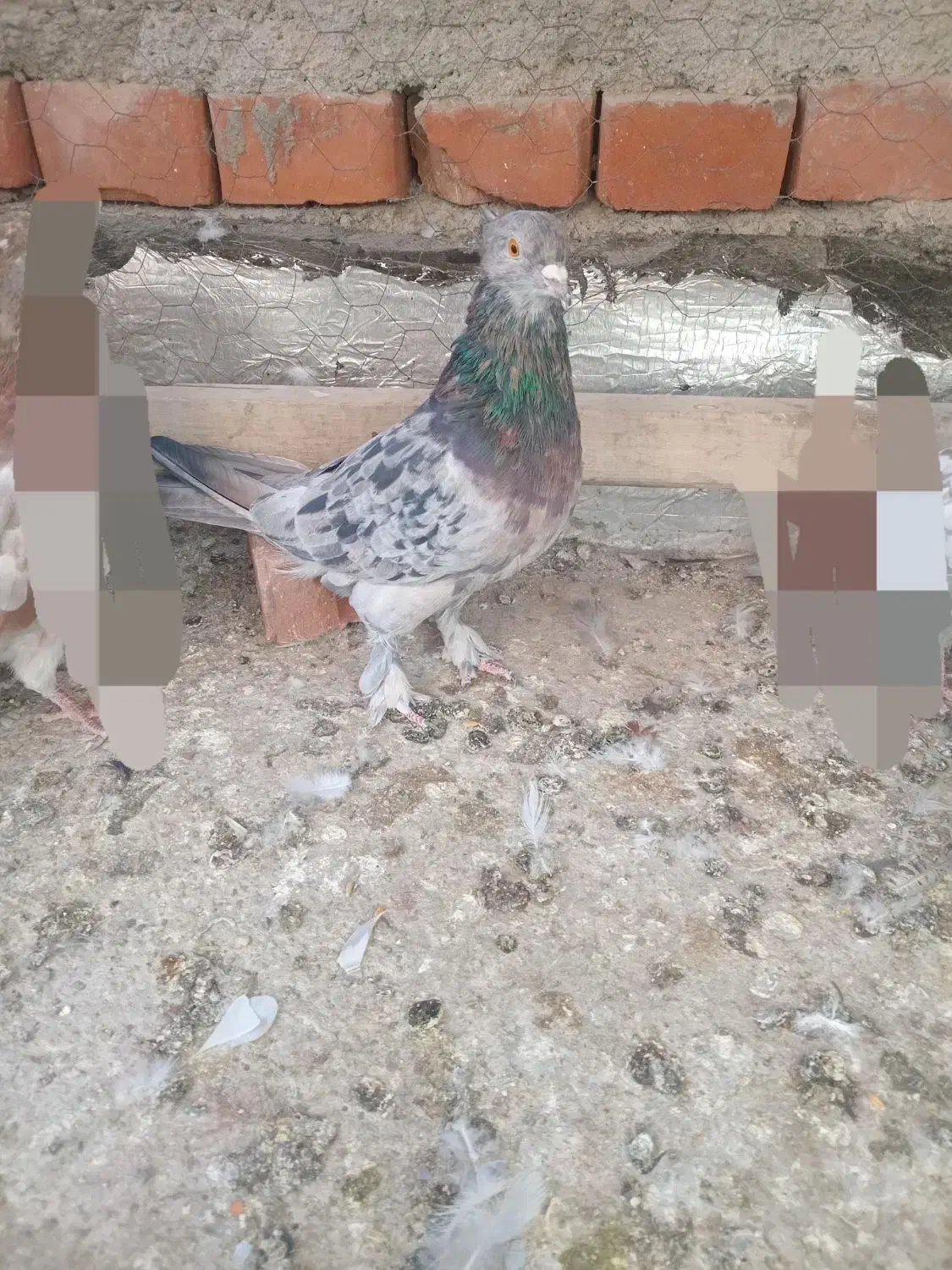 کبوتر نر|پرنده|نقده, |دیوار