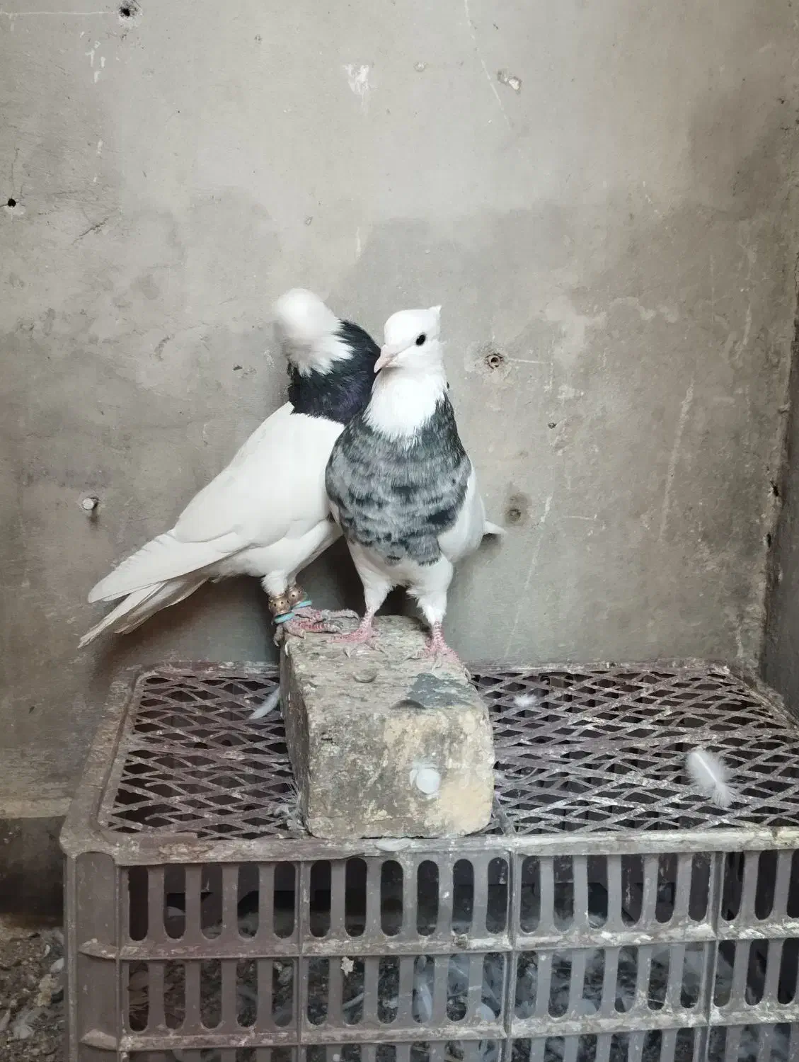 طوقی|پرنده|اصفهان, پارک سلمان فارسی|دیوار