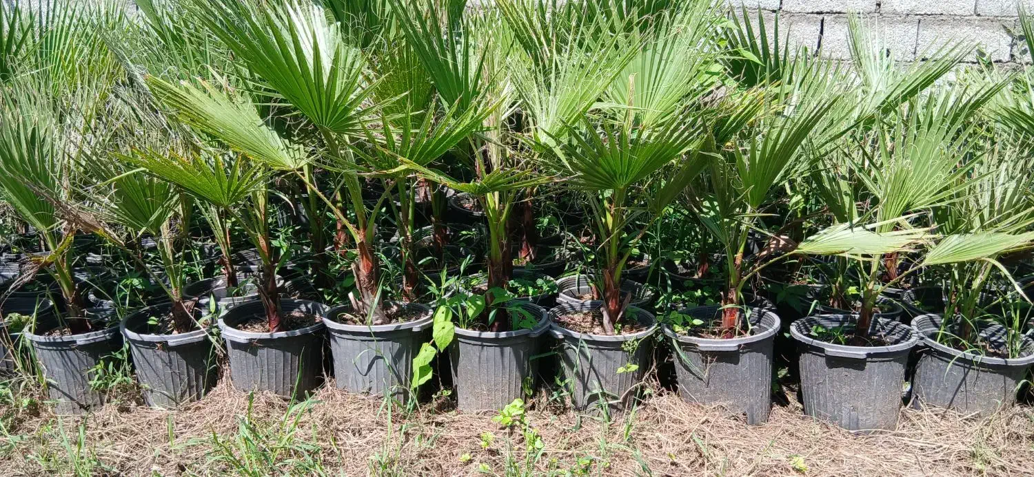 کاج لاوسون پالم واشنگتنی یاس هلندی سیکاس|خدمات باغبانی و درختکاری|کلاچای, |دیوار