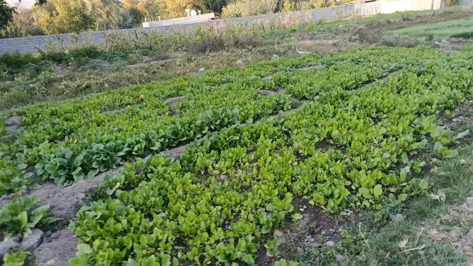 درخت گرازهستم|خدمات باغبانی و درختکاری|بم, |دیوار