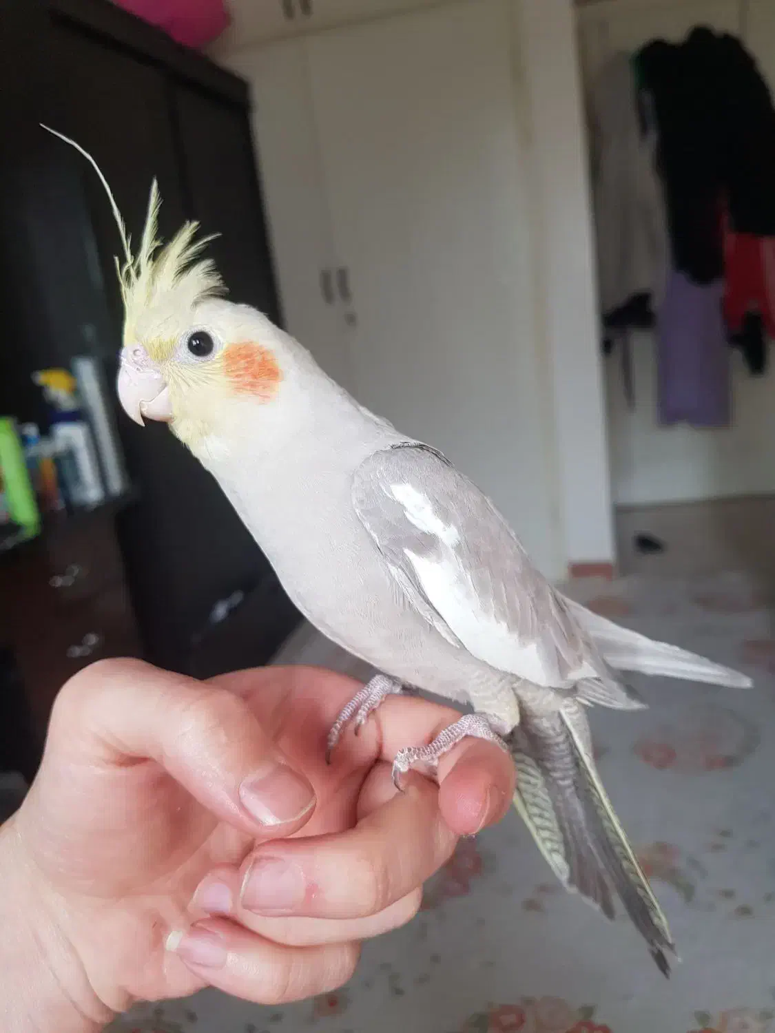 عروس هلندی نر|پرنده|تهران, هفده شهریور|دیوار