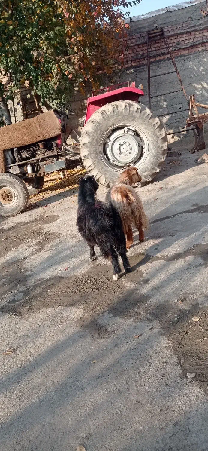 دو عدد بز ماده|حیوانات مزرعه|خوی, |دیوار