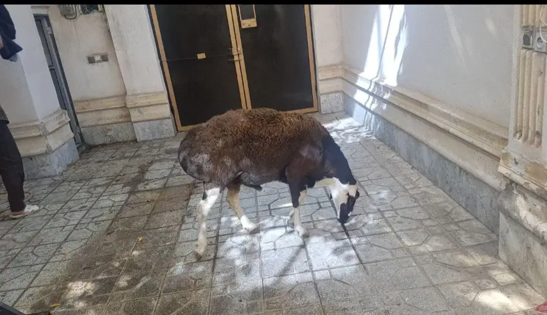 گوسفند زنده گوسفند خونی|حیوانات مزرعه|مشهد, هفده شهریور|دیوار