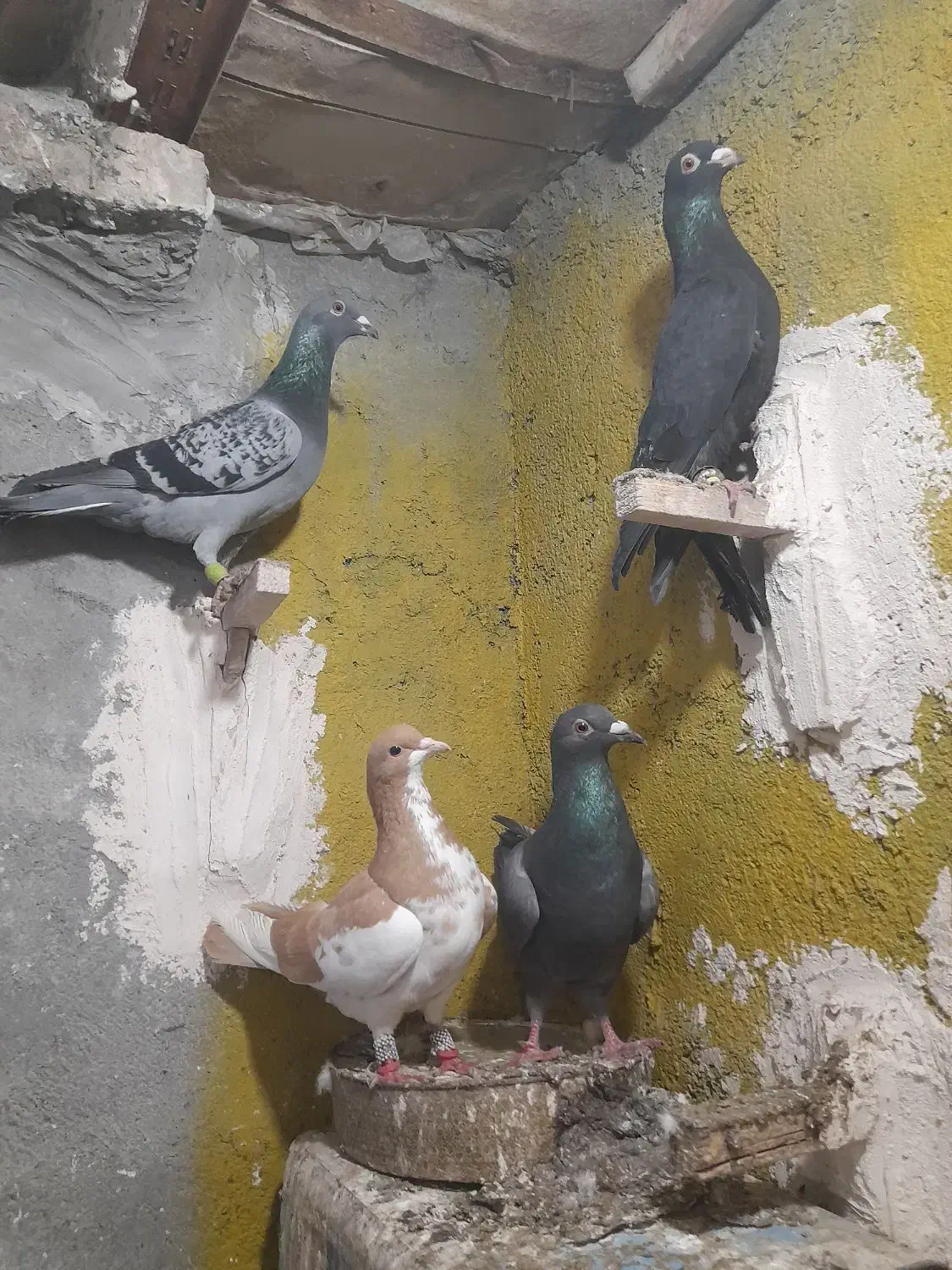 کبوتر|پرنده|مشهد, محمدآباد|دیوار