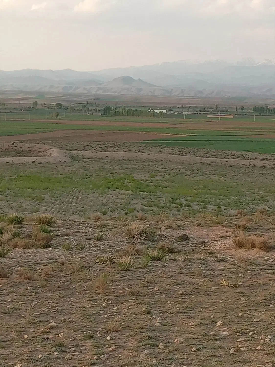 یونجه چین دوم|لوازم جانبی حیوانات|سراب, |دیوار