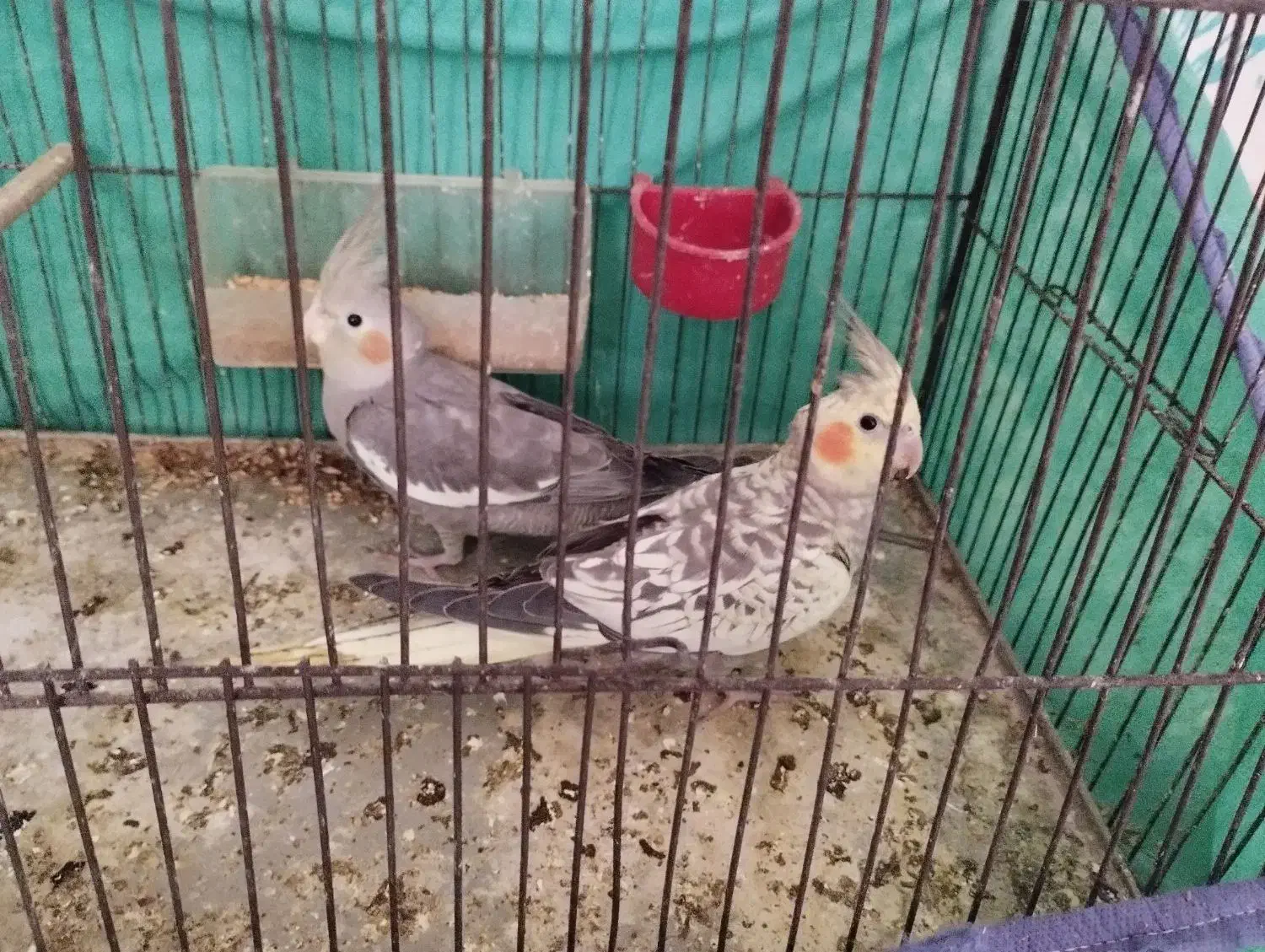 دو عدد عروس هلندی|پرنده|مهاجران, |دیوار