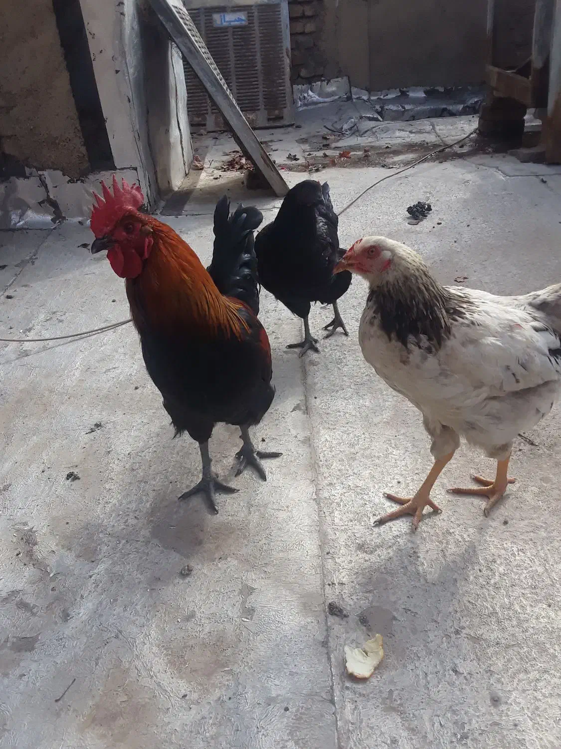 مرغ و خروس|پرنده|شهریار, رضی آباد بالا|دیوار