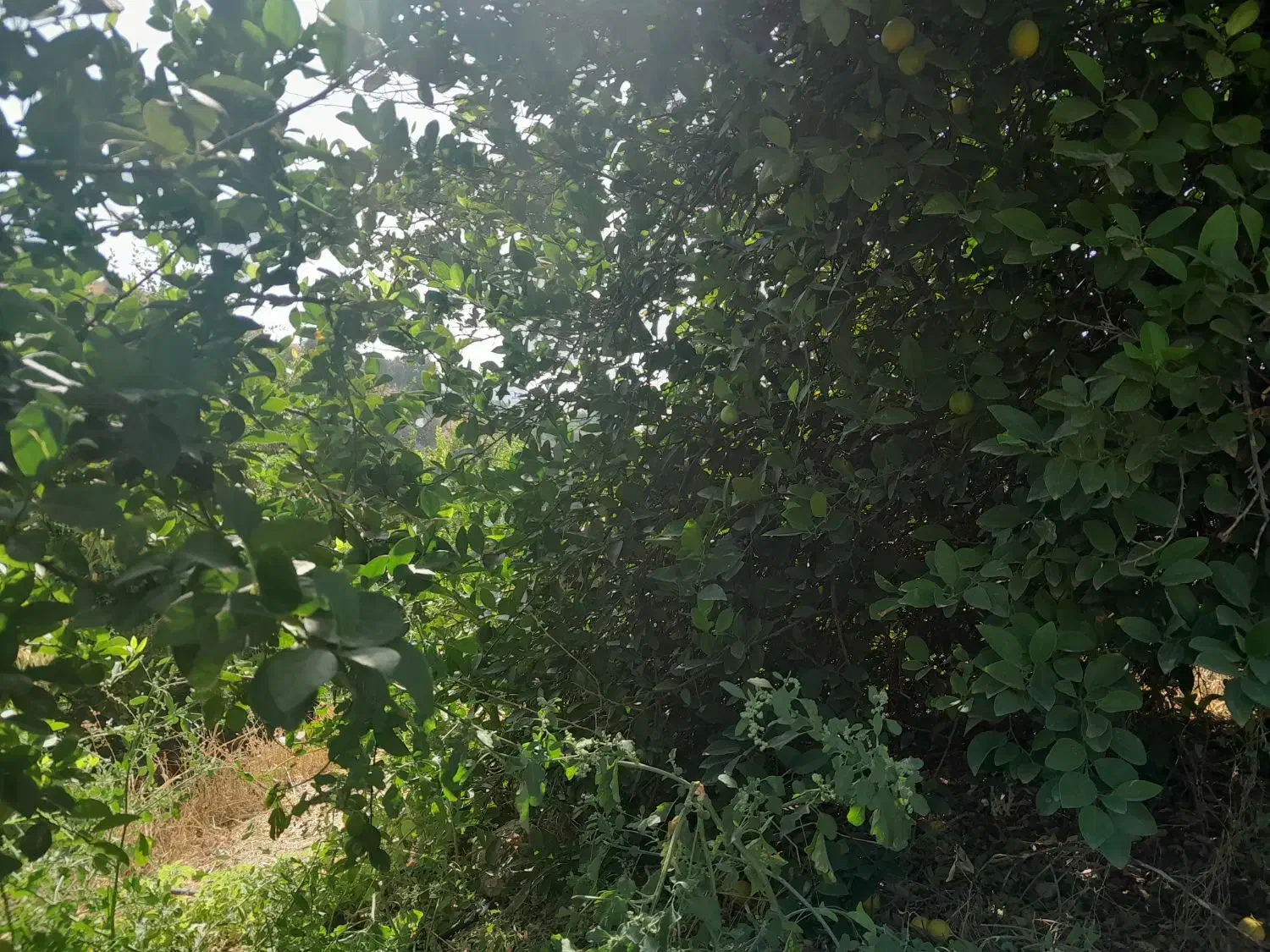 باغ با موقعیت تفریحی گردشگری|فروش خانه و ویلا|بوستان, |دیوار