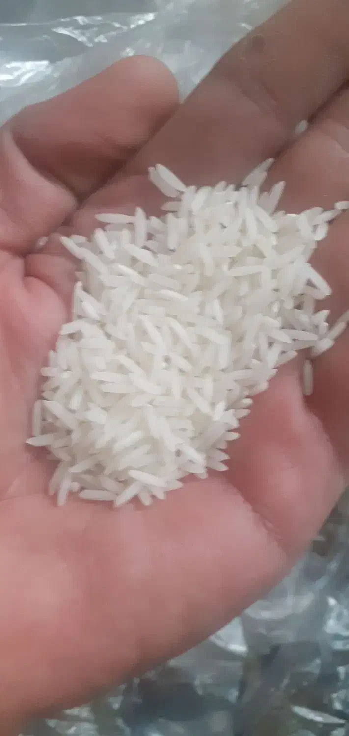 برنج سنگ طارم و شیرودی|خوردنی و آشامیدنی|ساری, |دیوار