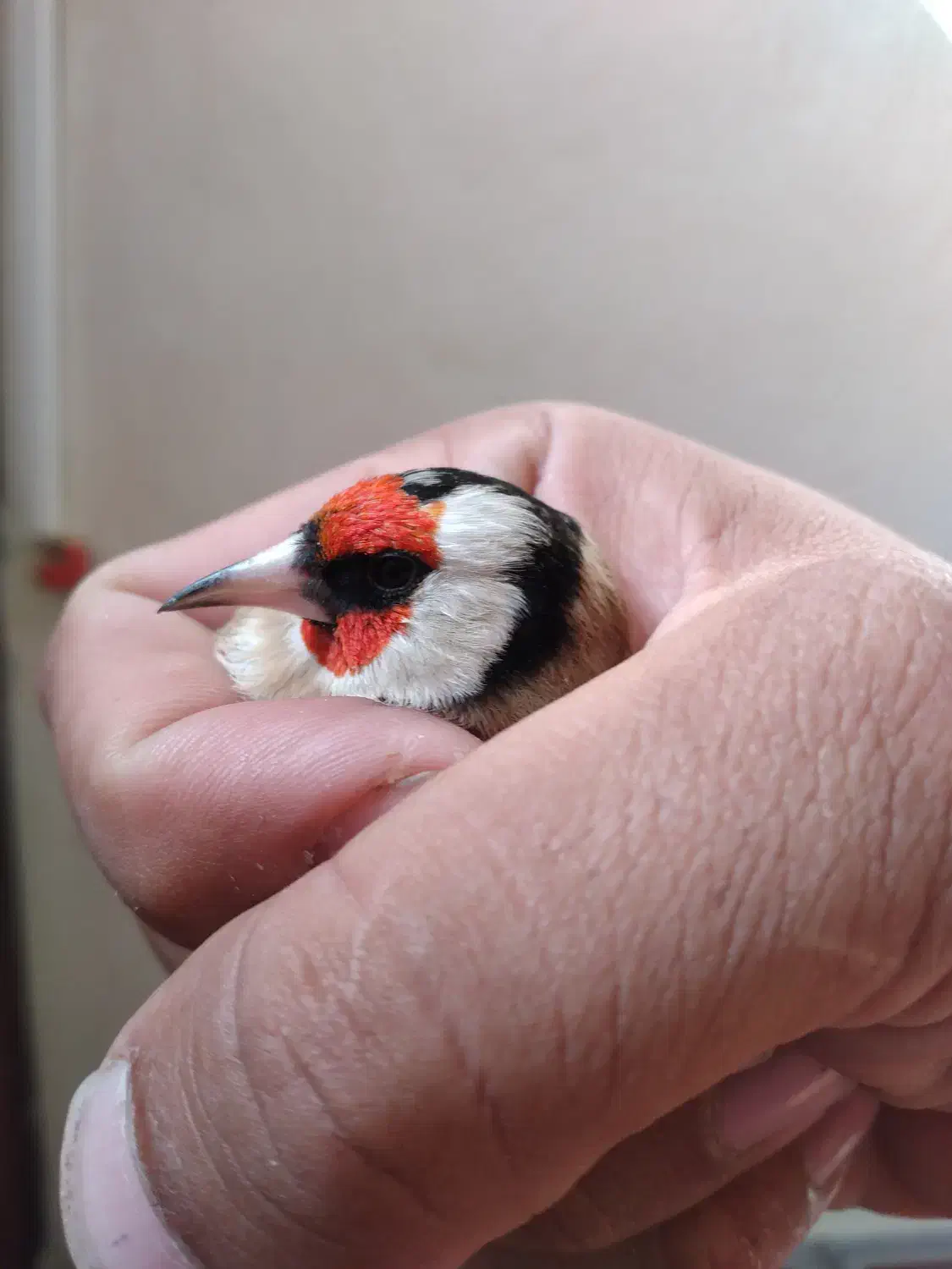 سهره|پرنده|سرپل ذهاب, |دیوار