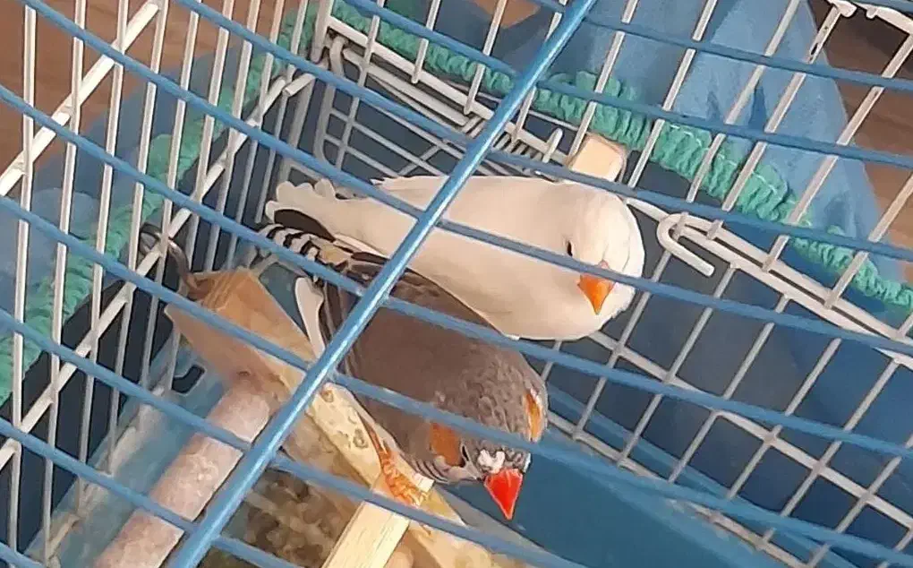 پرنده فنچ|پرنده|کرمانشاه, |دیوار