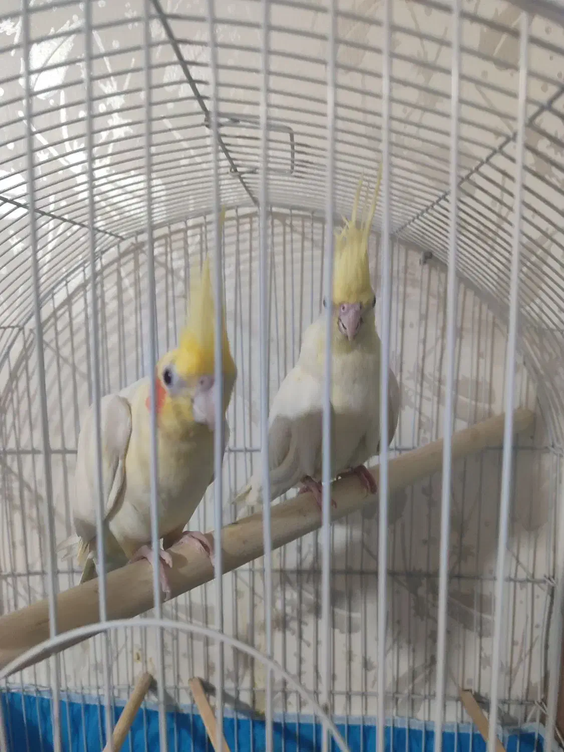 جفت عروس هلندی|پرنده|حمیدیه, |دیوار