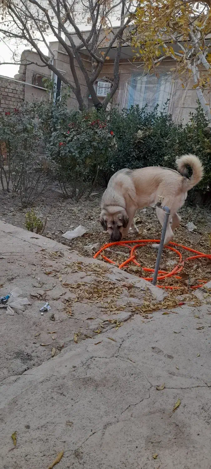 سگ میکس سراب پژدر۸ماهه|سگ|دشتابی, |دیوار