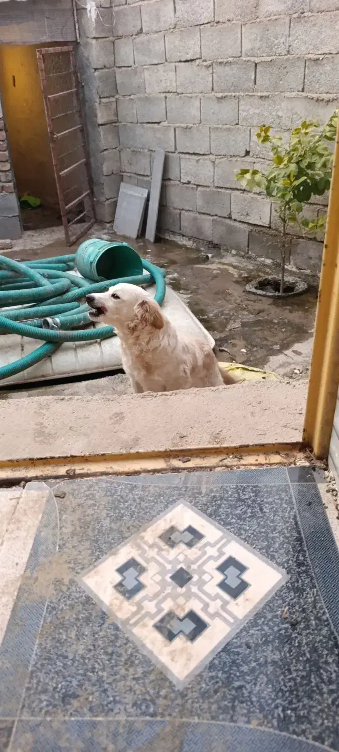 سگ پا کوتاه ماده|سگ|سرپل ذهاب, |دیوار