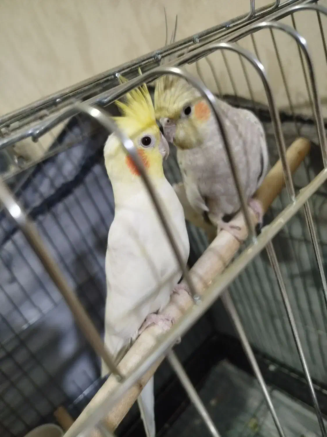 دو جفت عروس هلندی|پرنده|فردیس, فردیس|دیوار