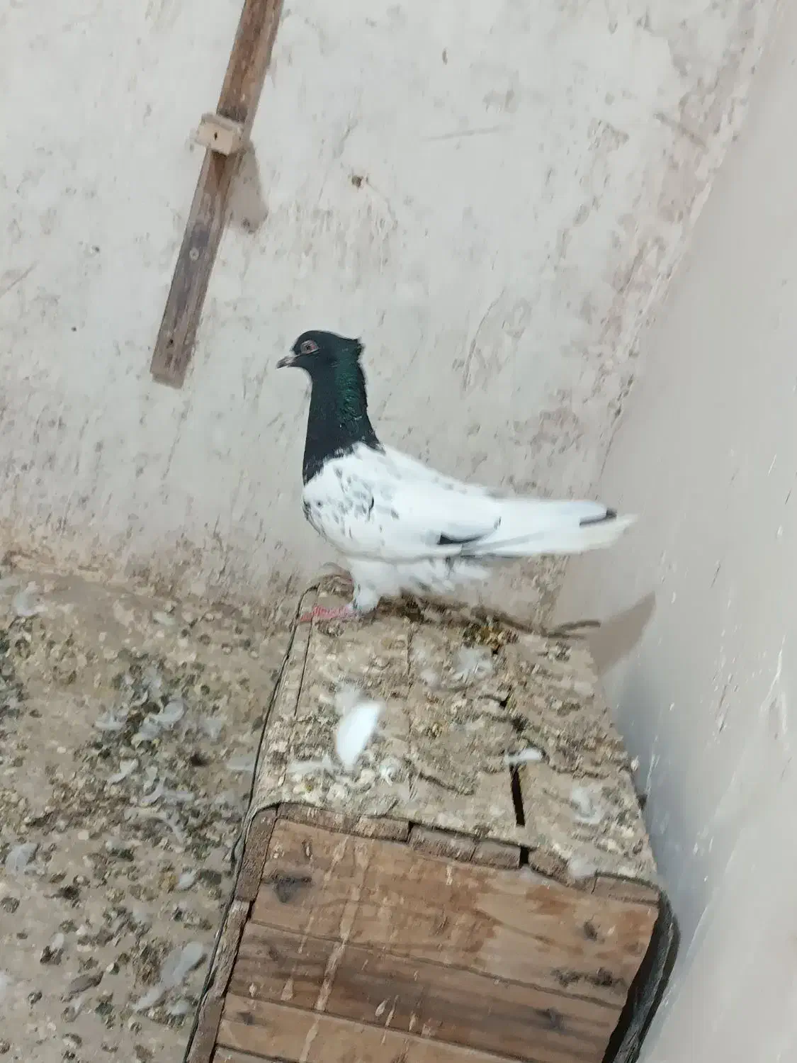 کبوتر کله ماده|پرنده|بجنورد, |دیوار