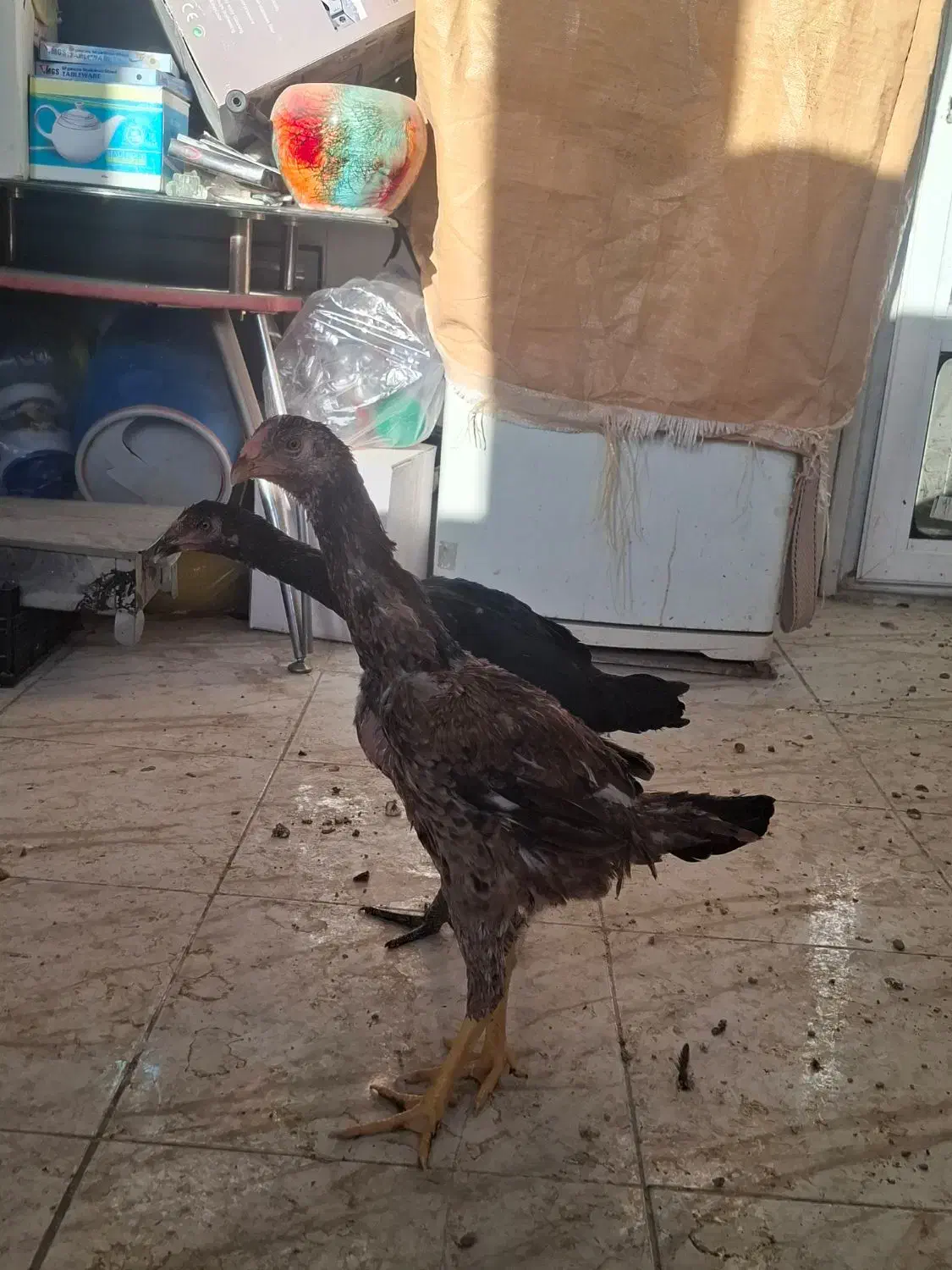 یک جفت جوجه لاری نژاد افغان دنگ بالا|حیوانات مزرعه|فولادشهر, C1|دیوار