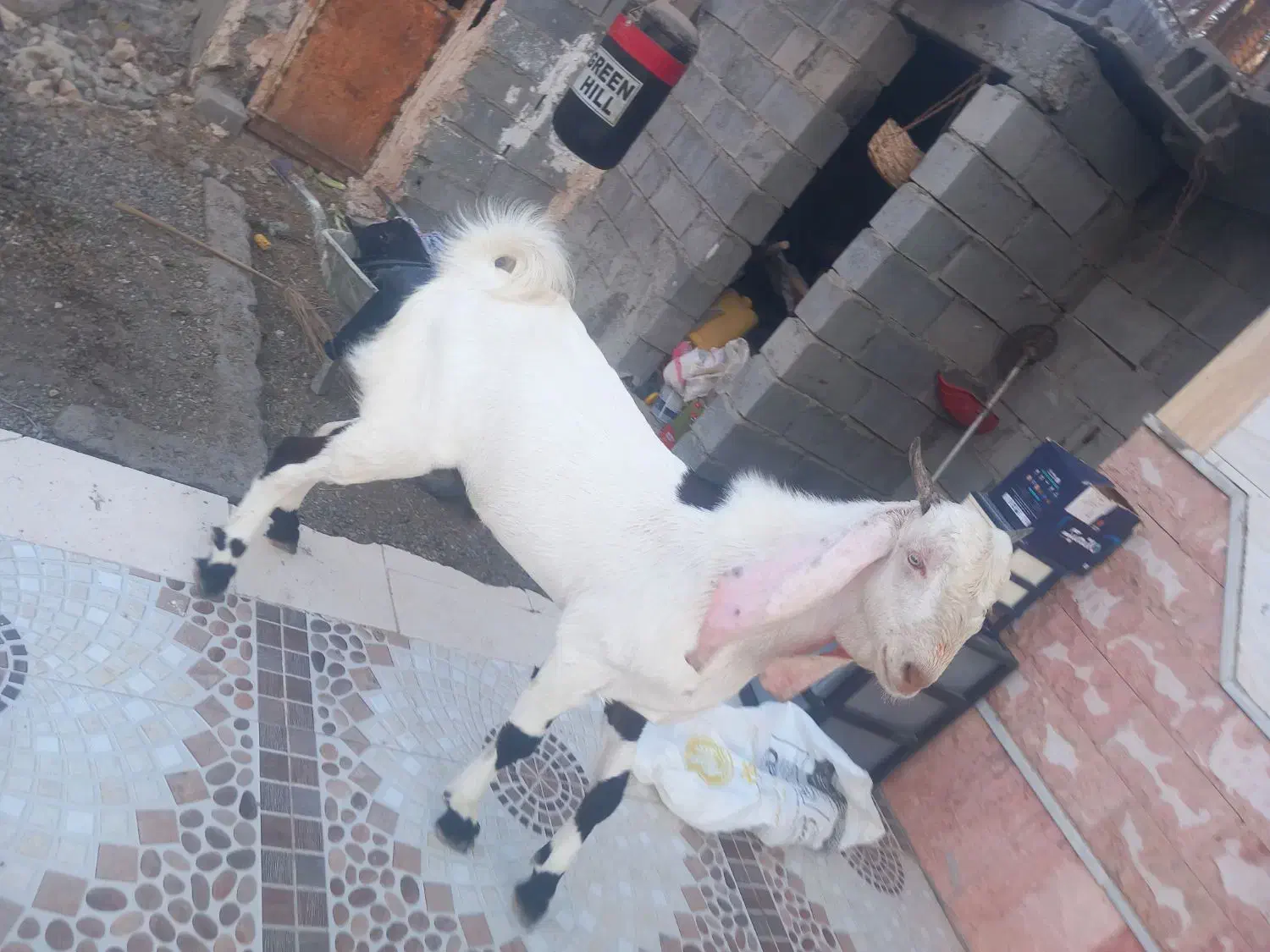 3عدد چپشت ۲ تا گلابی یکی پنجاب دوتا هم کهر اوس سر|حیوانات مزرعه|میناب, |دیوار