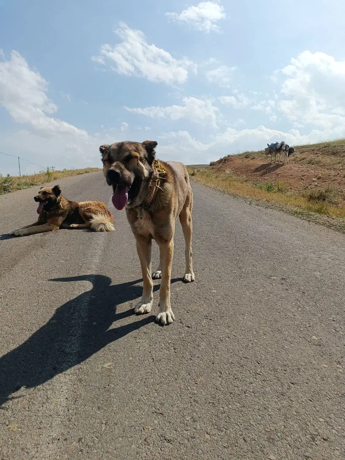 سگ سرابی گله ای بشرط|سگ|بستان آباد, |دیوار