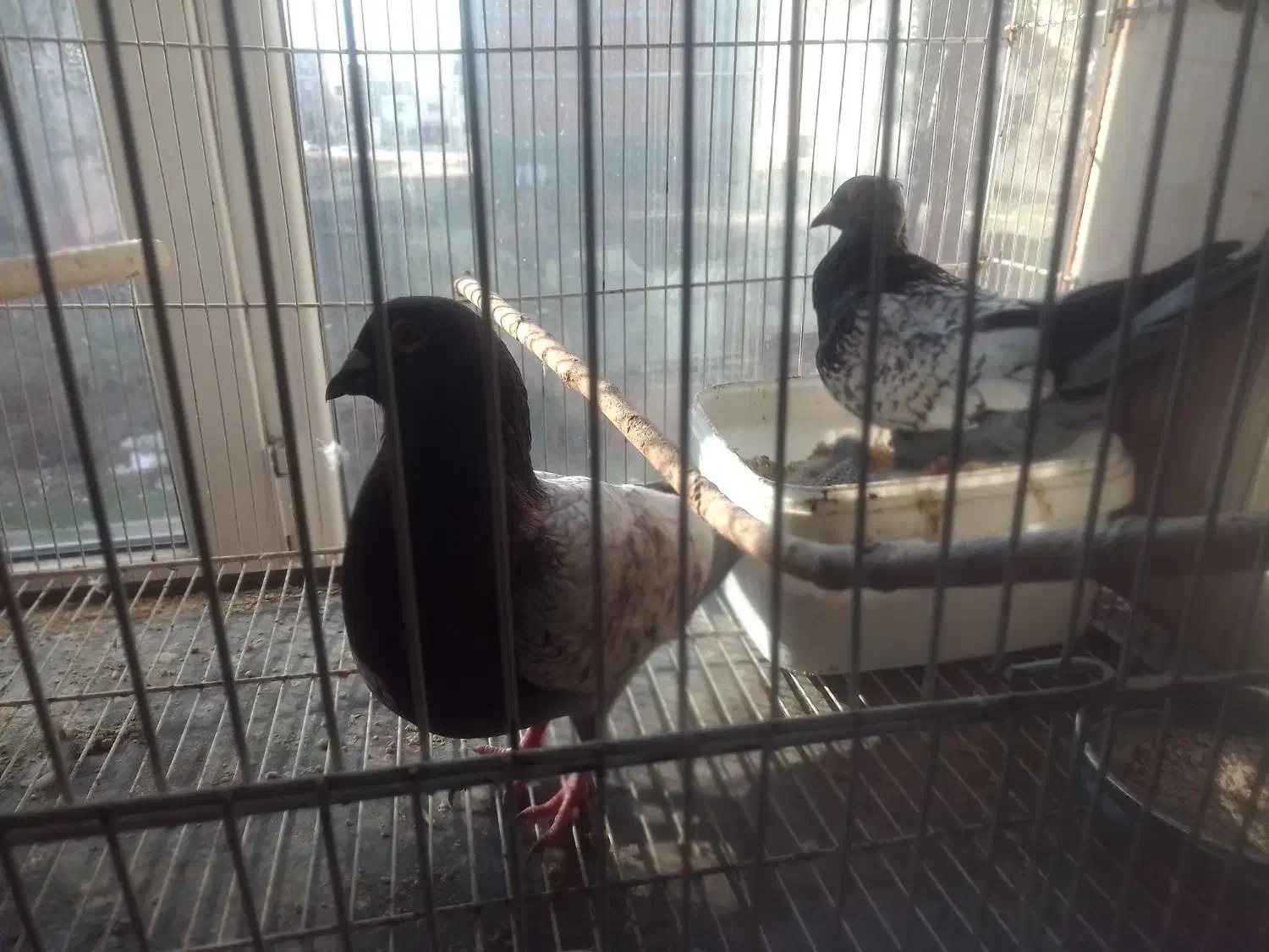 کبوترطاووسی..|پرنده|گنبد کاووس, |دیوار