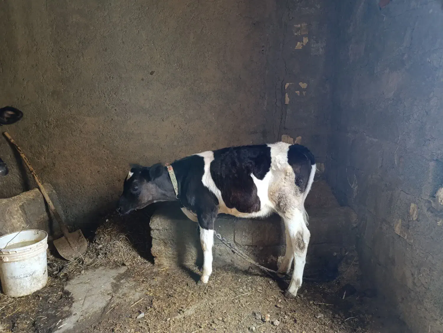 گاو و گوساله|حیوانات مزرعه|بروجرد, |دیوار
