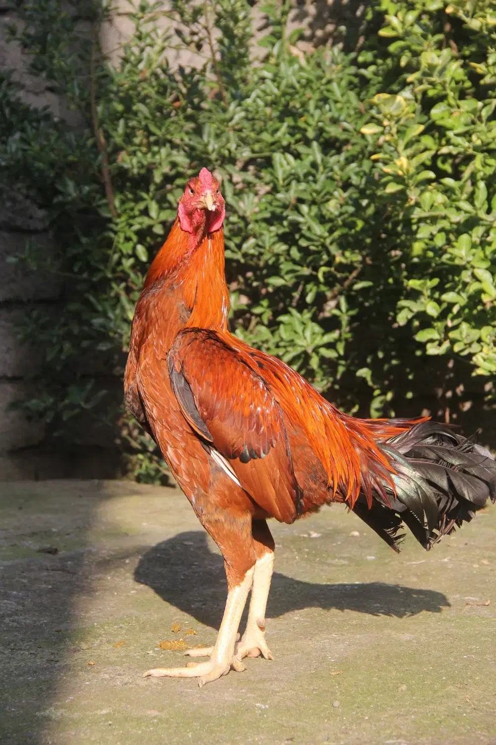 جوجه لاری.خروس لاری|حیوانات مزرعه|آستارا, |دیوار