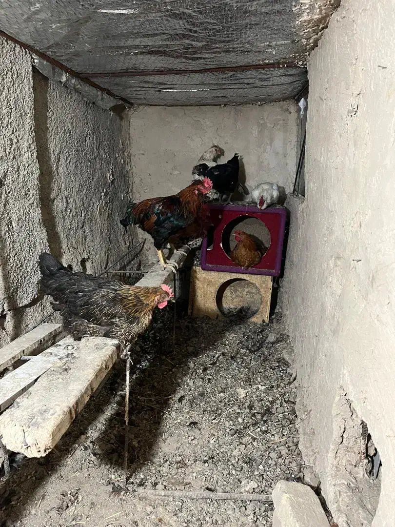 مرغ و خروس گلین/ لاری/گلپایگانی|حیوانات مزرعه|اسلامشهر, کاشانک|دیوار