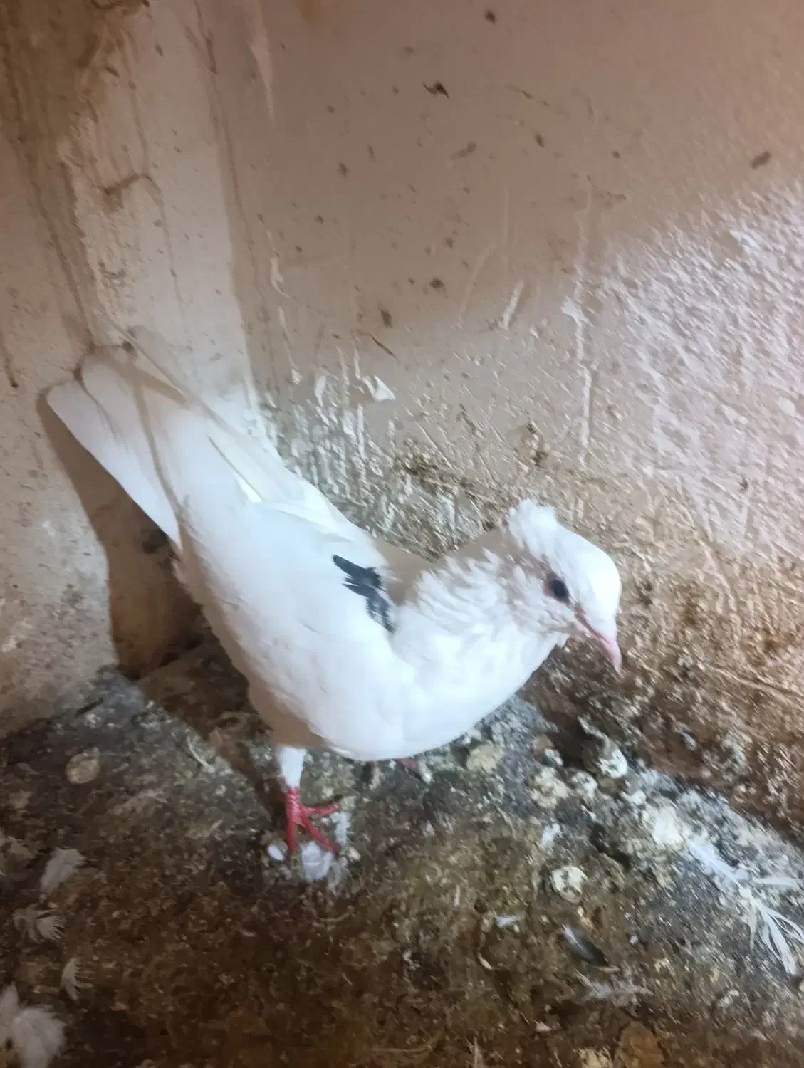 کبوتر یاکفتر تهرانی وشهرستانی|پرنده|مشکیندشت, |دیوار