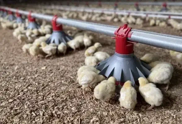 کار در مرغداری|استخدام صنعتی، فنی، مهندسی|ارومیه, |دیوار