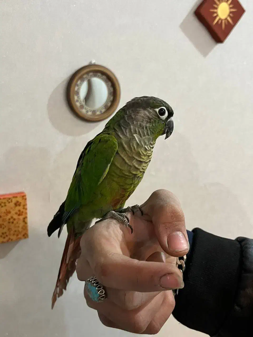 گرینچیک و کوتوله دستی|پرنده|اردکان, |دیوار