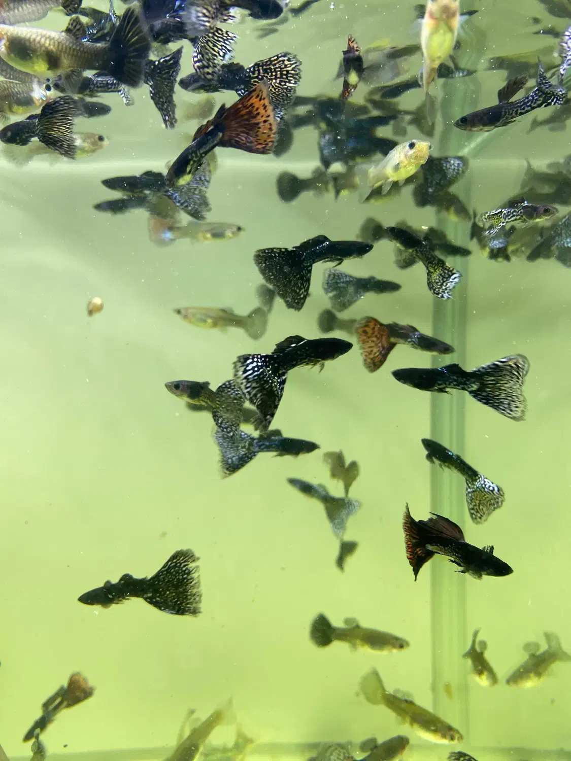 پلاتی خونی و گوپی|ماهی|یزد, |دیوار