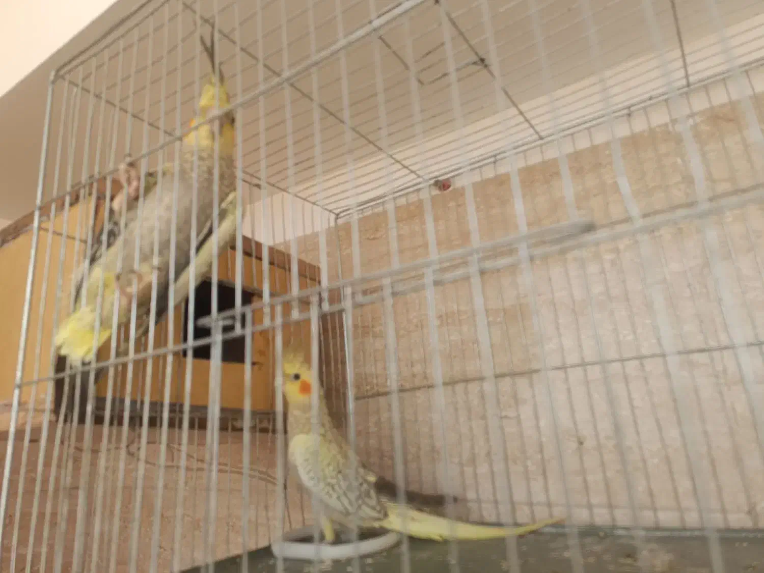 سه جفت عروس هلندی|پرنده|سهند, |دیوار