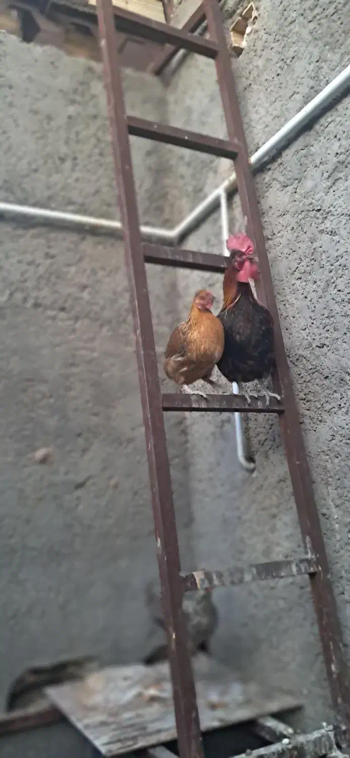 دوعدد مرغ اصیل محلی بایک عدد خروس محلی اصیل|حیوانات مزرعه|بم, |دیوار