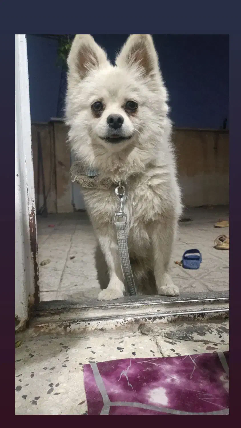 سگ گمشده|سگ|سنندج, |دیوار