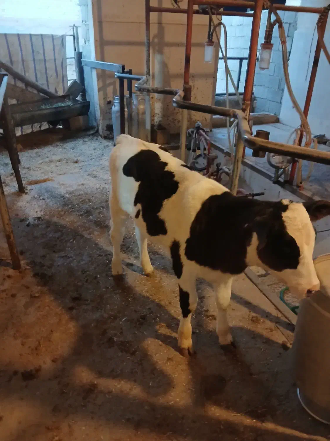 گوساله ماده|حیوانات مزرعه|خمینی‌شهر, |دیوار