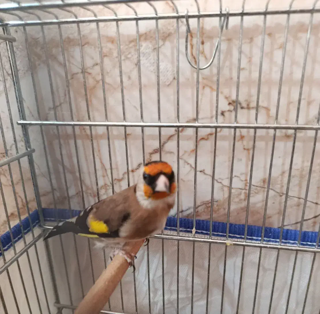 سهره سرسیا 10عدد نقش|پرنده|شیراز, کوشک میدان|دیوار