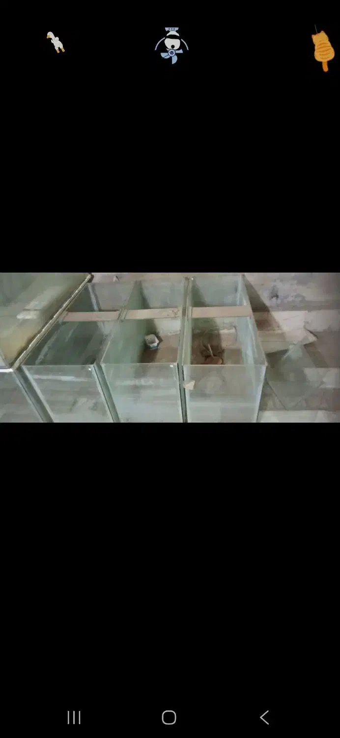 آکواریوم ۶ میل|ماهی|نیشابور, شهرک بهداری|دیوار