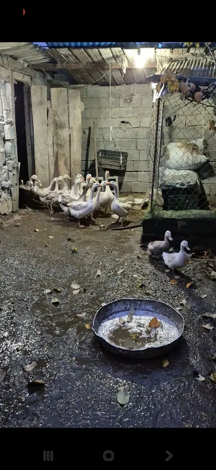 غاز|حیوانات مزرعه|لوندویل, |دیوار