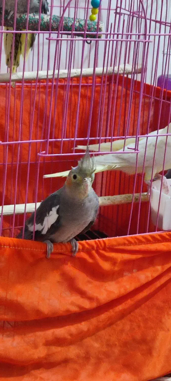 جوجه عروس هلندی سخنگو|پرنده|اهر, |دیوار