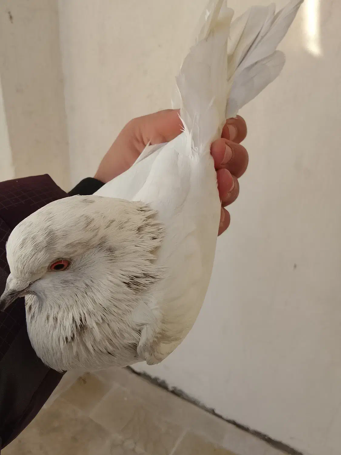 کفتر|پرنده|اردبیل, |دیوار