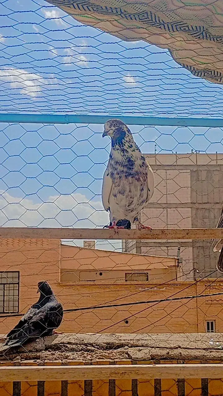 کفتر عالی|پرنده|سیرجان, |دیوار