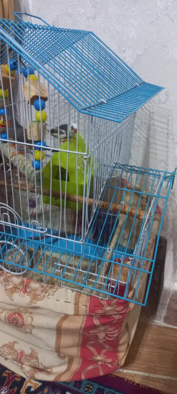 پرنده خوش آواز و فعال|پرنده|تبریز, |دیوار