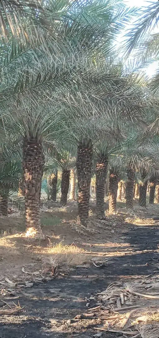 نخل و نهال مرکبات با قیمت مناسب و تحویل درباغ|خدمات باغبانی و درختکاری|یزد, |دیوار
