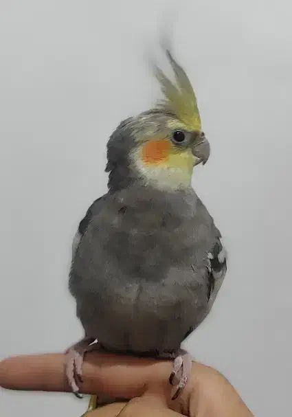 عروس هلندی|پرنده|بندرعباس, |دیوار