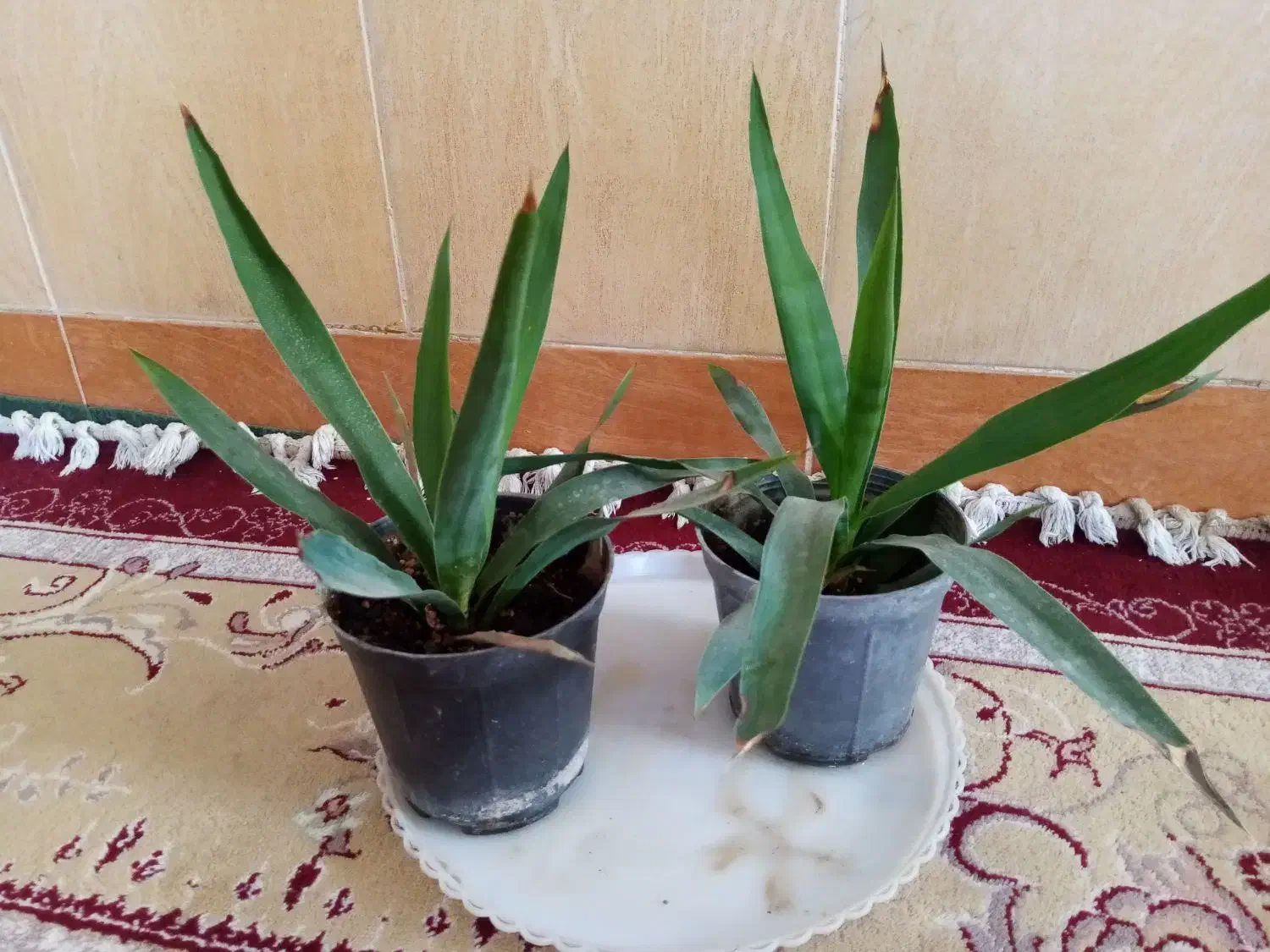 گل طبیعی|گل و گیاه طبیعی|تربت جام, باغ سنگان سفلی|دیوار