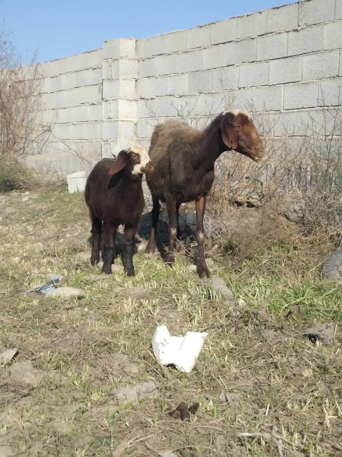 گوسفند داشتی بره دار بره ماده|حیوانات مزرعه|بندر ترکمن, |دیوار