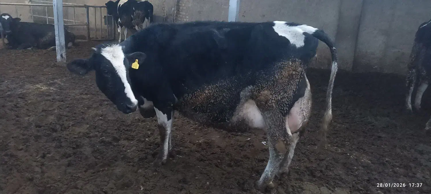 گاو شیری|حیوانات مزرعه|جوادآباد, |دیوار